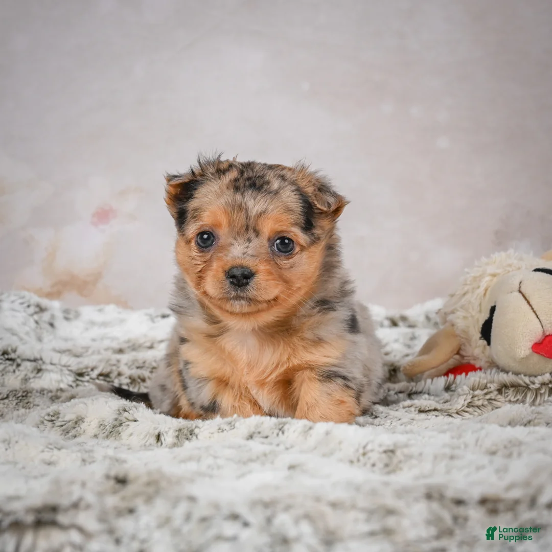 Chihuahua dogs for sale: Hazel - Ad 1