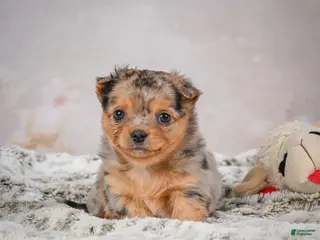 Chihuahua dogs Hazel - Ad 7