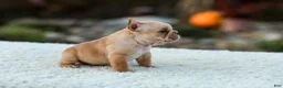 French Bulldog dogs for sale: Jack - Fawn Cream - Ad 5