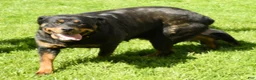 Rottweiler dogs for sale: Micky - Ad 7