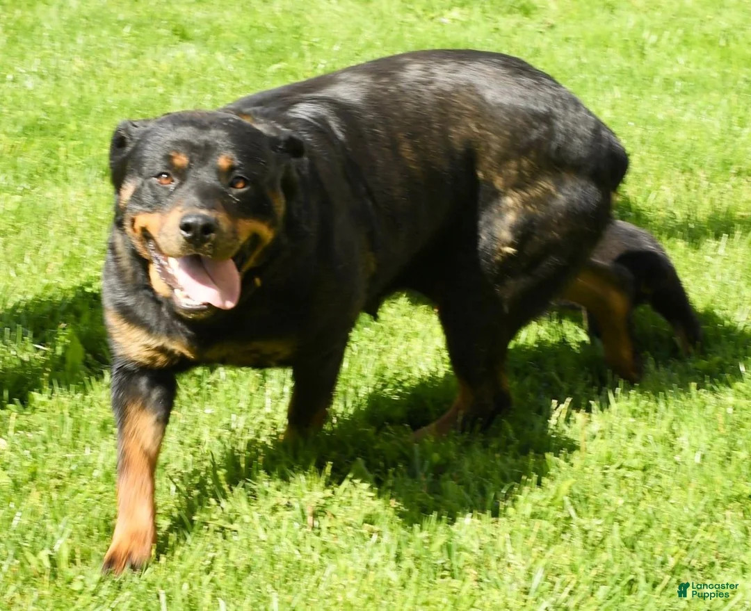 Rottweiler dogs for sale: Micky - Ad 7