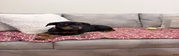 Rottweiler dogs for sale: Dark Pink collar girl - Ad 10