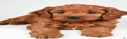 Cavapoo dogs for sale: Earl - Ad 9