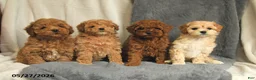 Maltipoo dogs for sale: Scarlet - Ad 5