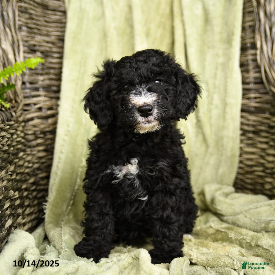 Mixed Breed dogs Starlet - Ad 1