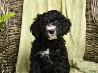 Mixed Breed dogs - Ad 21