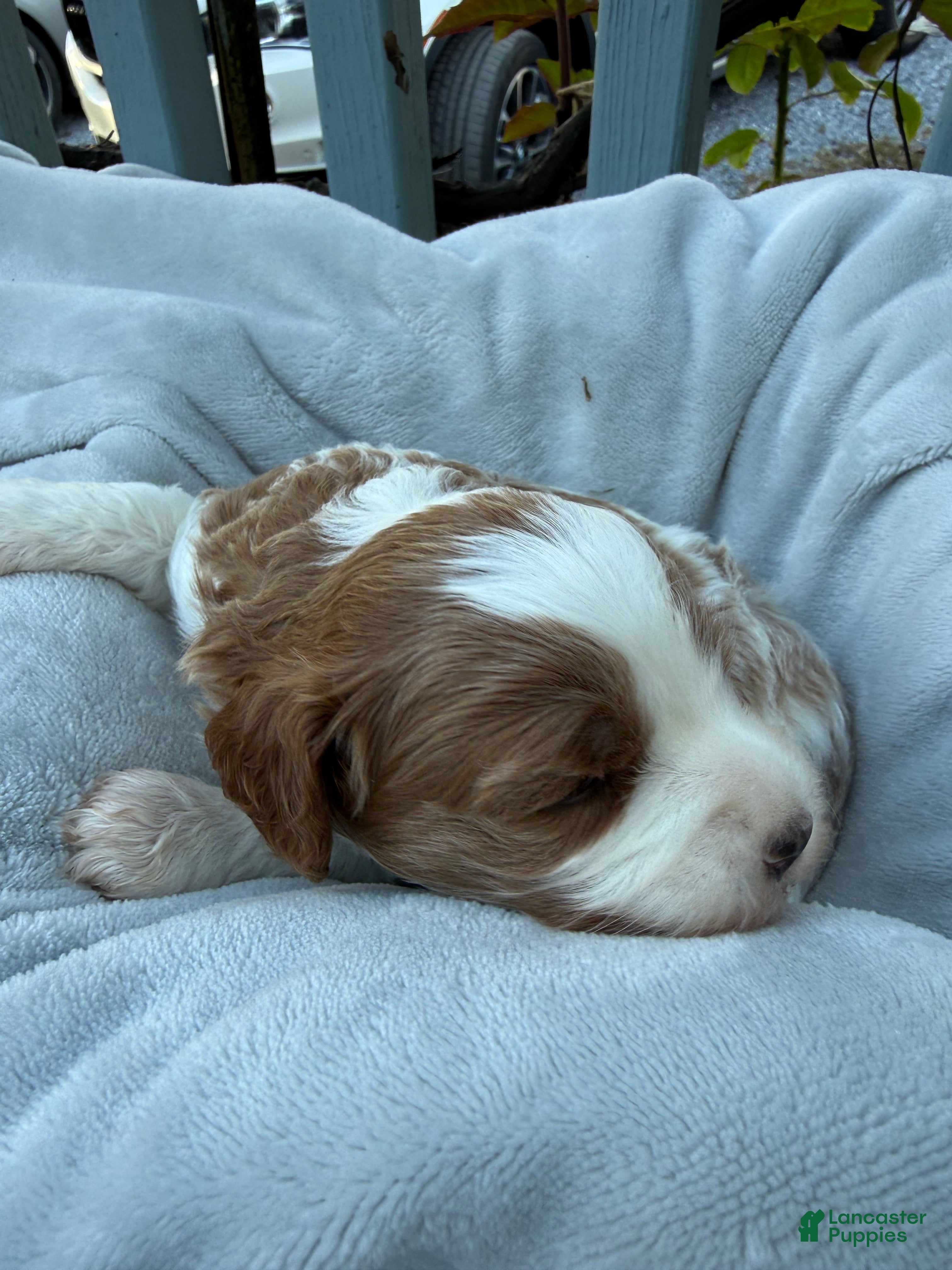 Cavapoo dogs for sale: Leo - Ad 2