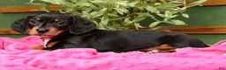 Miniature Dachshund dogs for sale: Jenny - Ad 4
