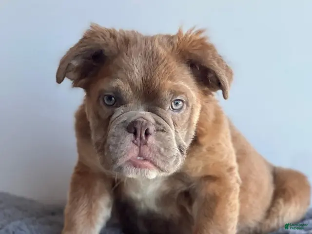 English Bulldog dogs for sale: Sassy - Ad 1