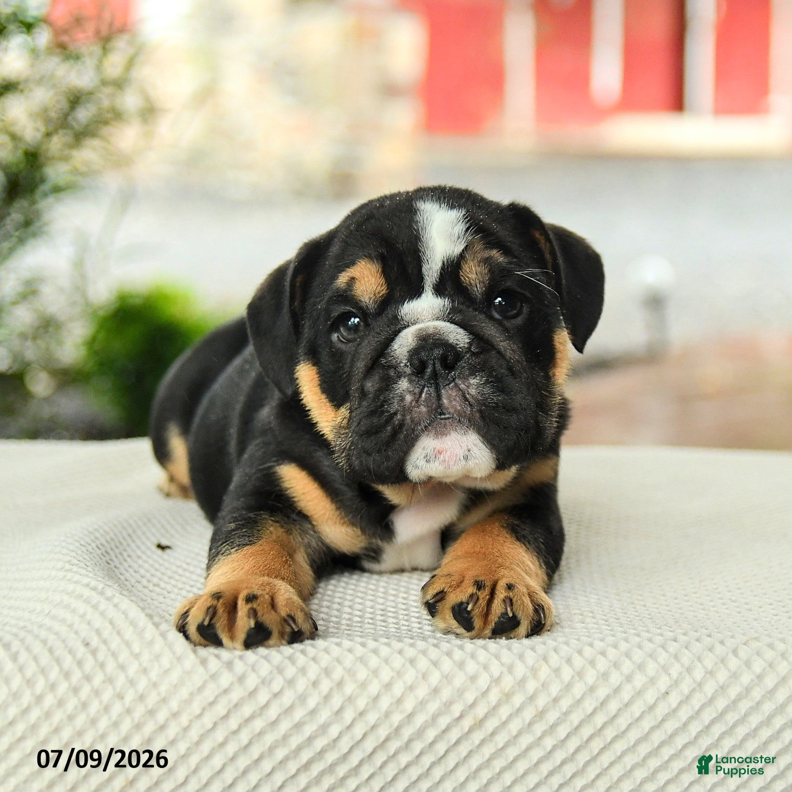 English Bulldog dogs Valen  - Ad 2