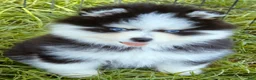Pomsky dogs for sale: Calypso  - Ad 5