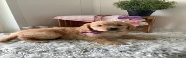 Golden Retriever. Cora