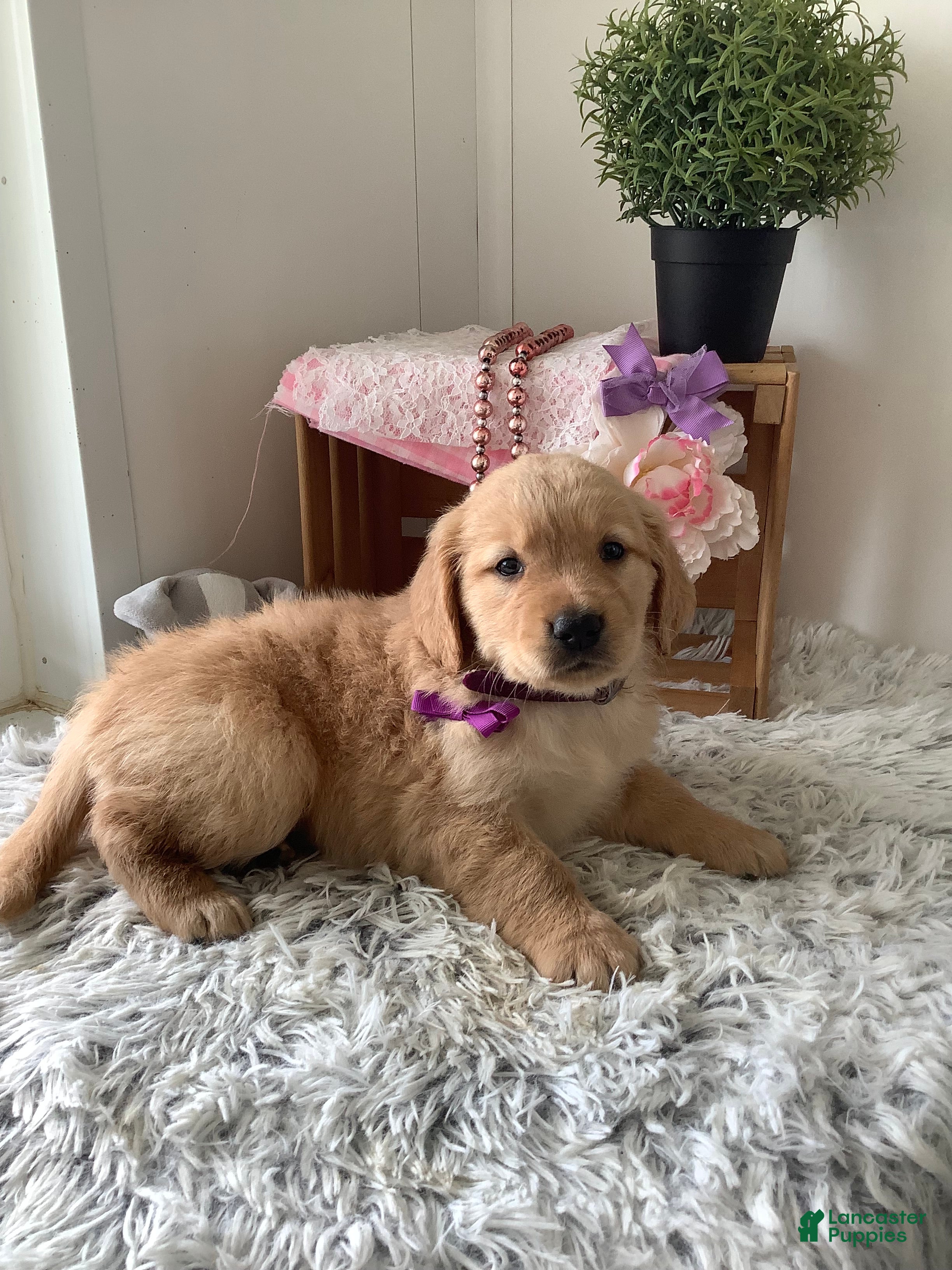 Golden Retriever dogs for sale: Golden Retriever. Cora - Ad 2