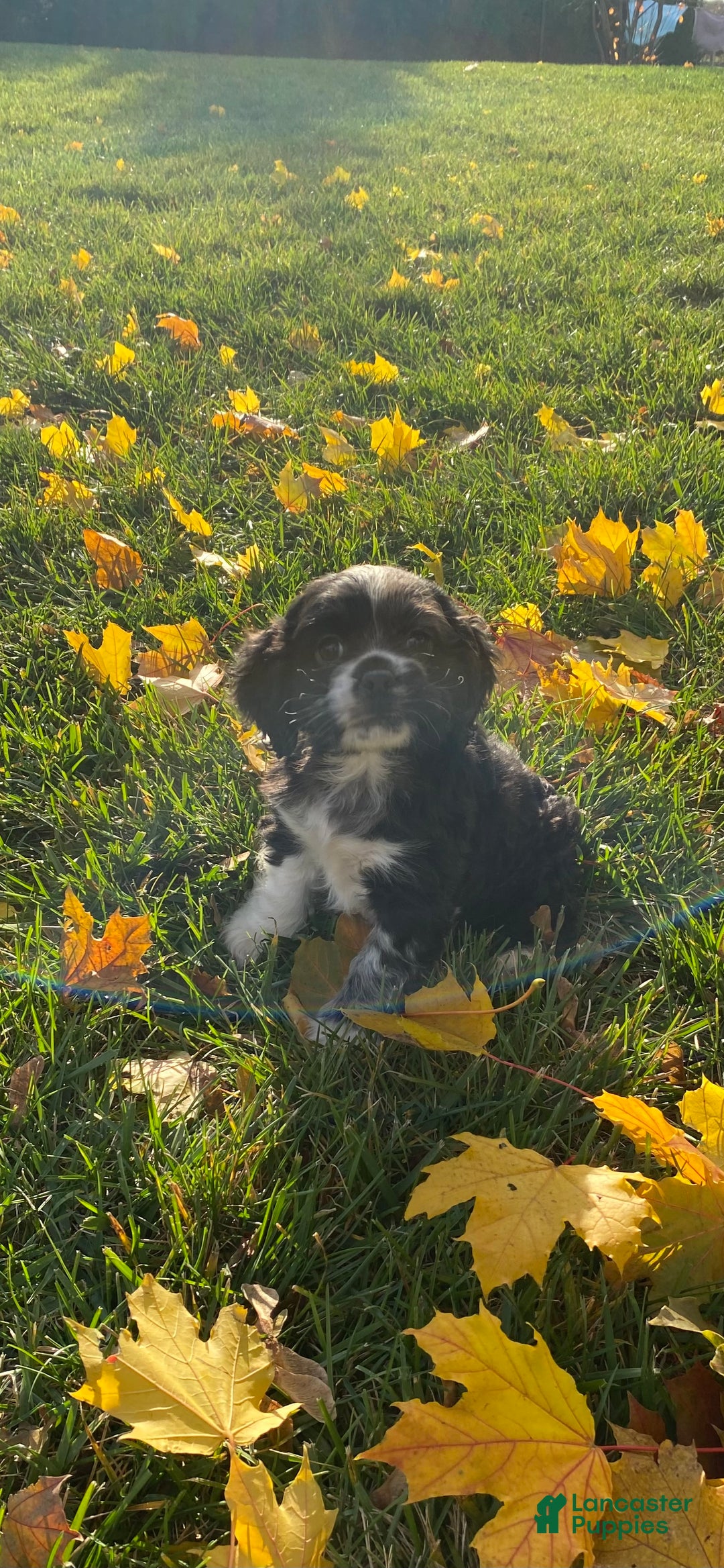 Cocker Spaniel dogs for sale: Oreo - Ad 5