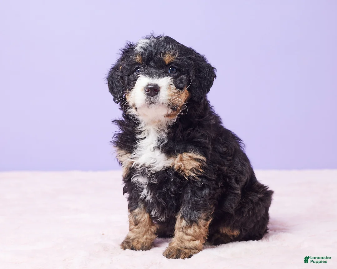 Mini Bernedoodle dogs for sale: Waffles - Ad 3