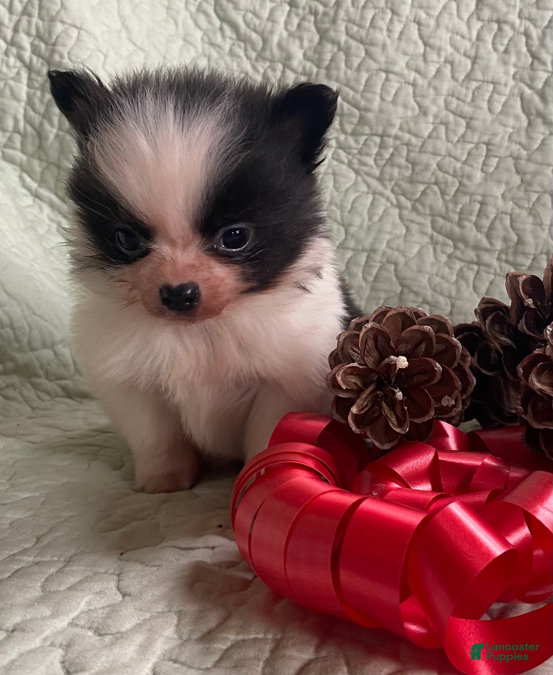 Pomchi dogs for sale: Toby  - Ad 5