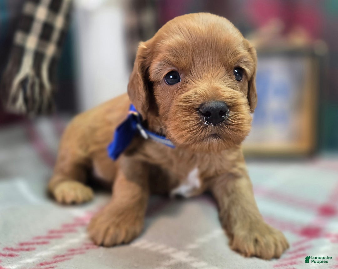 Cockapoo dogs for sale: Captain Dan - Ad 2