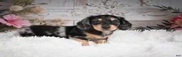 Miniature Dachshund dogs for sale: AKC-Rolo - Ad 4
