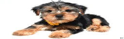 Yorkshire Terrier dogs for sale: Beverly - Ad 3