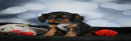 Cavalier King Charles Spaniel dogs for sale: Clyde - Ad 11