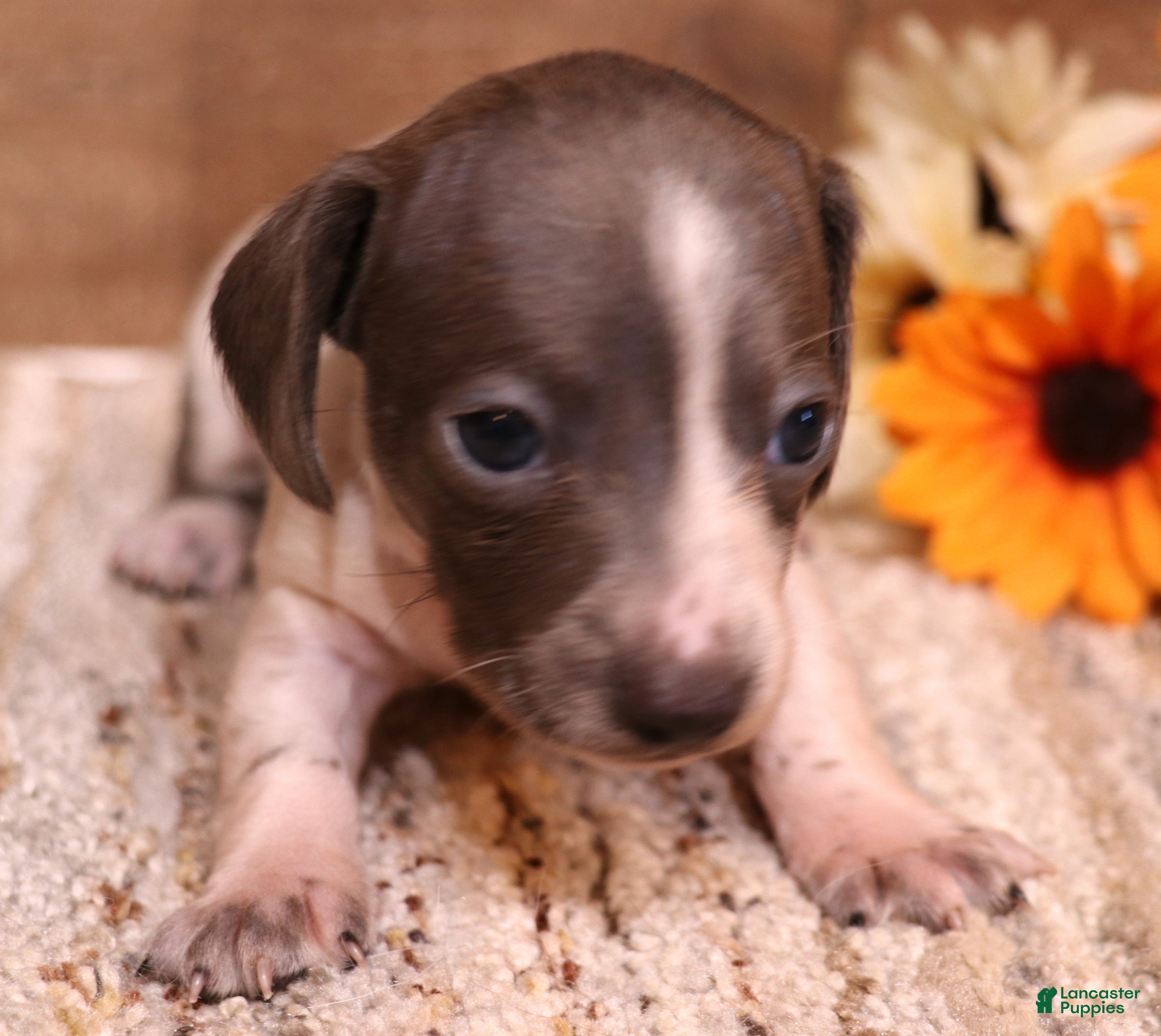 Miniature Dachshund dogs Petal blue/tan pied smooth f - Ad 8