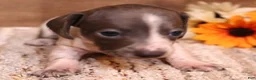 Miniature Dachshund dogs for sale: Petal blue/tan pied smooth f - Ad 1