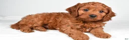 Cavapoo dogs for sale: Earl - Ad 5
