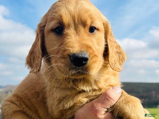 Golden Retriever dogs - Ad 5