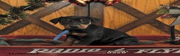 Doberman Pinscher dogs for sale: Monty - Ad 1