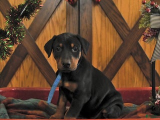 Doberman Pinscher dogs Monty - Ad 14