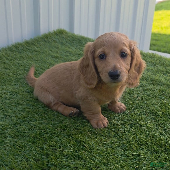 Miniature Dachshund dogs Alex - Ad 2
