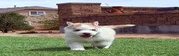 Siberian Husky dogs for sale: Ragnar  - Ad 3