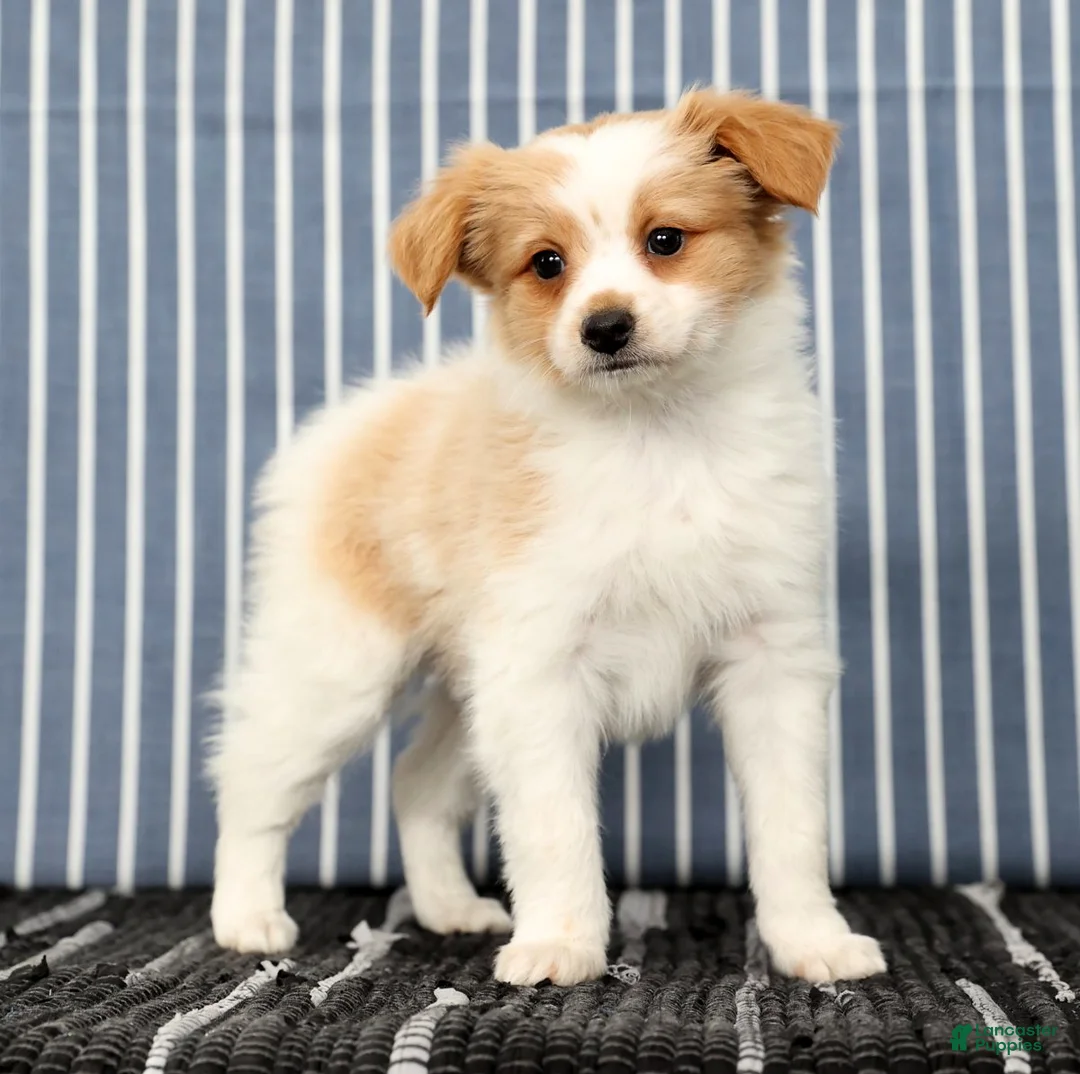 Papillon dogs for sale: Munro - Ad 5