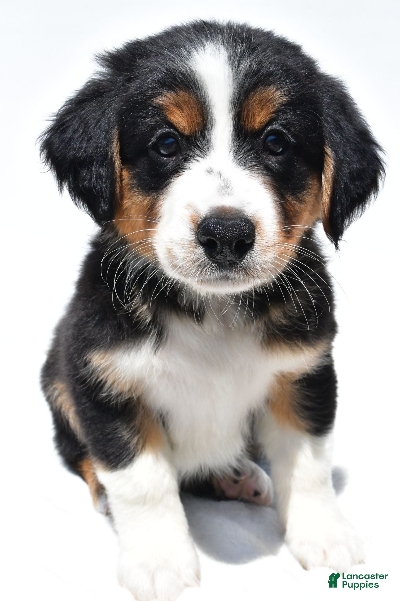 Australian Shepherd dogs Muffy - Ad 1