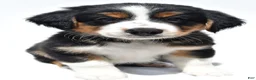 Australian Shepherd dogs for sale: Muffy - Ad 1