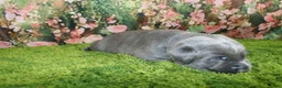 Labrador Retriever dogs for sale: Wren - Ad 7