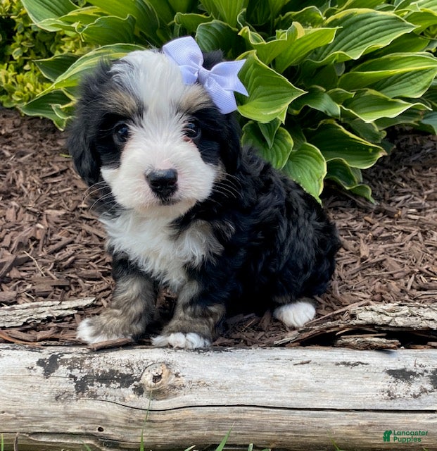 Mini Bernedoodle dogs Willow - Ad 1