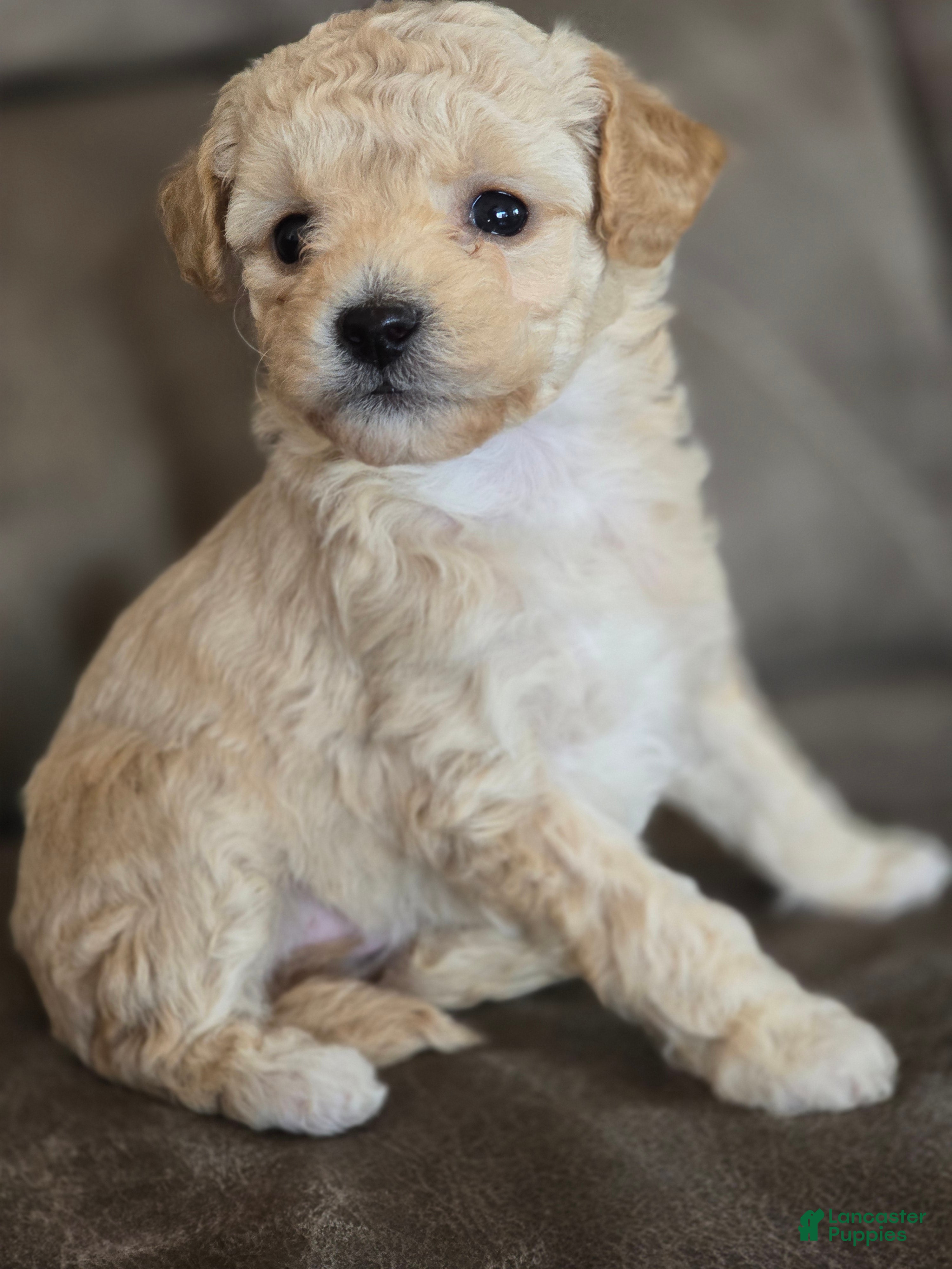 Maltipoo dogs Maltipoo Puppy 2 - Ad 18