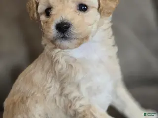 Maltipoo dogs Maltipoo Puppy 2 - Ad 18
