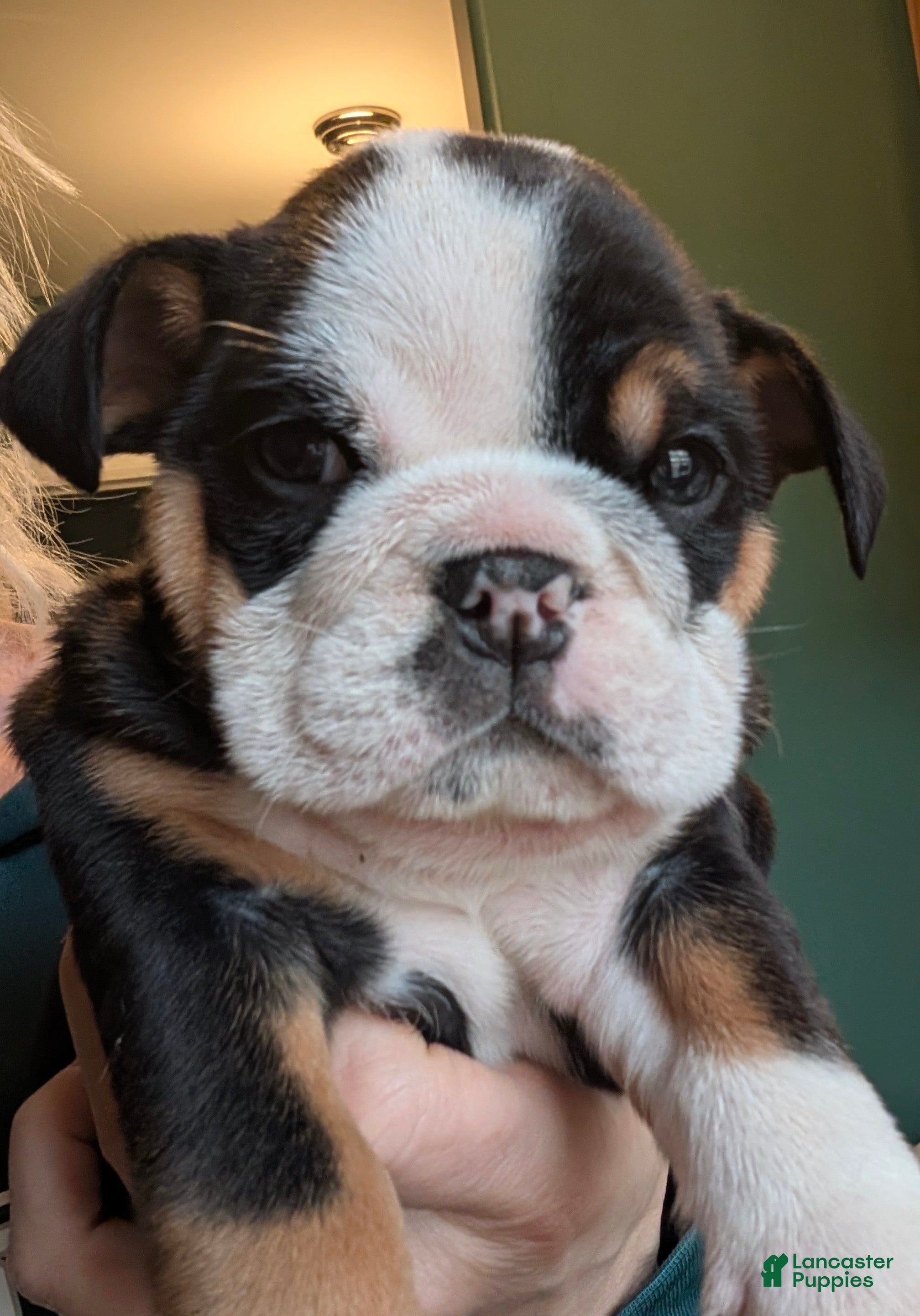 English Bulldog dogs Monica  - Ad 39