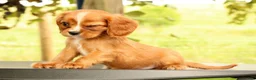 Cavalier King Charles Spaniel dogs for sale: Vicky - Ad 9