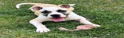 American Bulldog dogs for sale: Penny - Ad 1