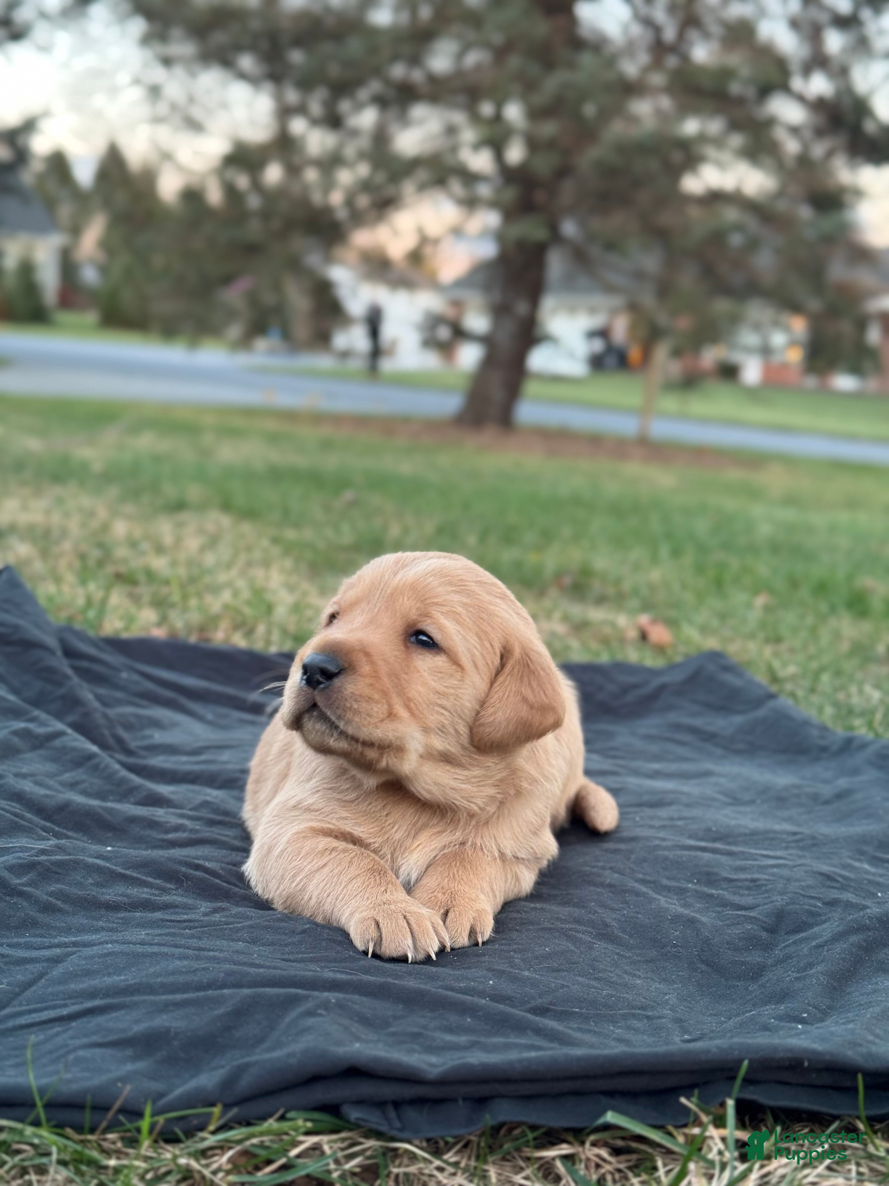 Mixed Breed dogs Honeybun - Ad 32