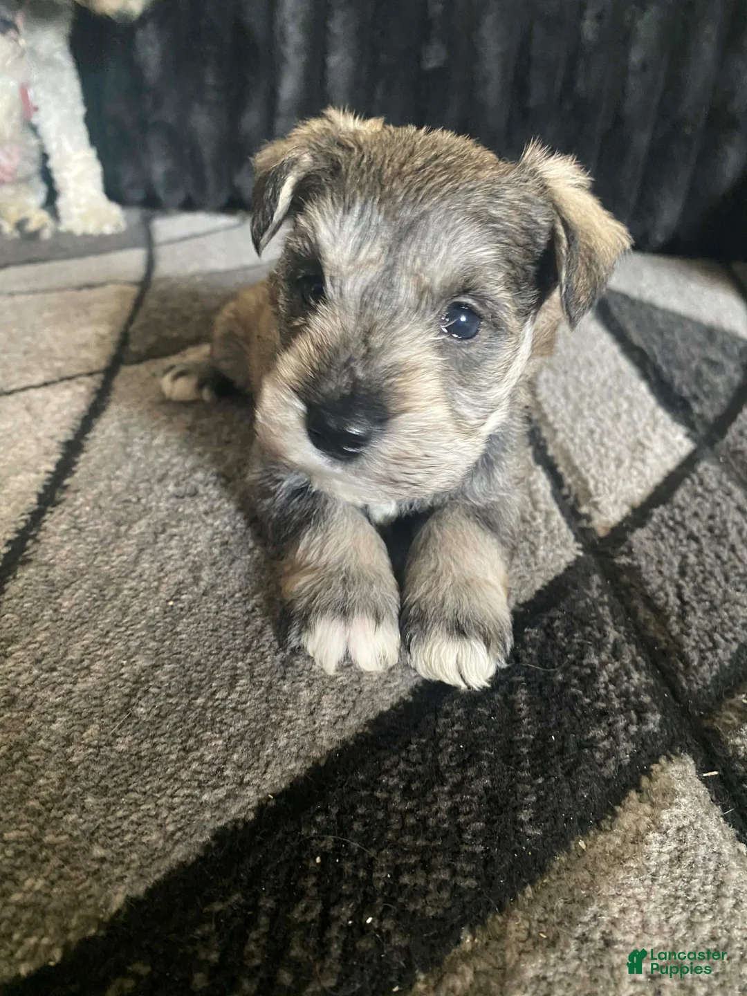 Miniature Schnauzer dogs for sale: Miniature Schnauzer Puppy 1 - Ad 2