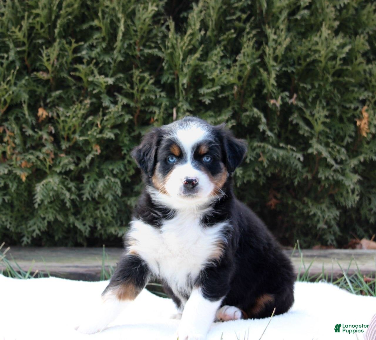 Australian Shepherd dogs Pepper - Ad 31
