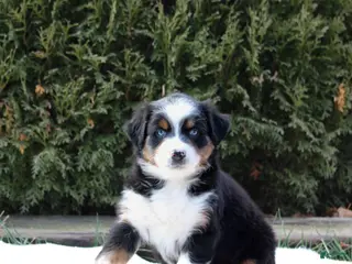 Australian Shepherd dogs Pepper - Ad 31