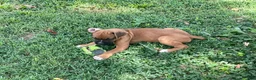 Boxer dogs for sale: Colt - Ad 2
