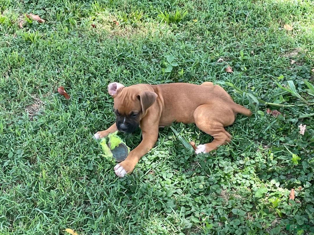 Boxer dogs for sale: Colt - Ad 2