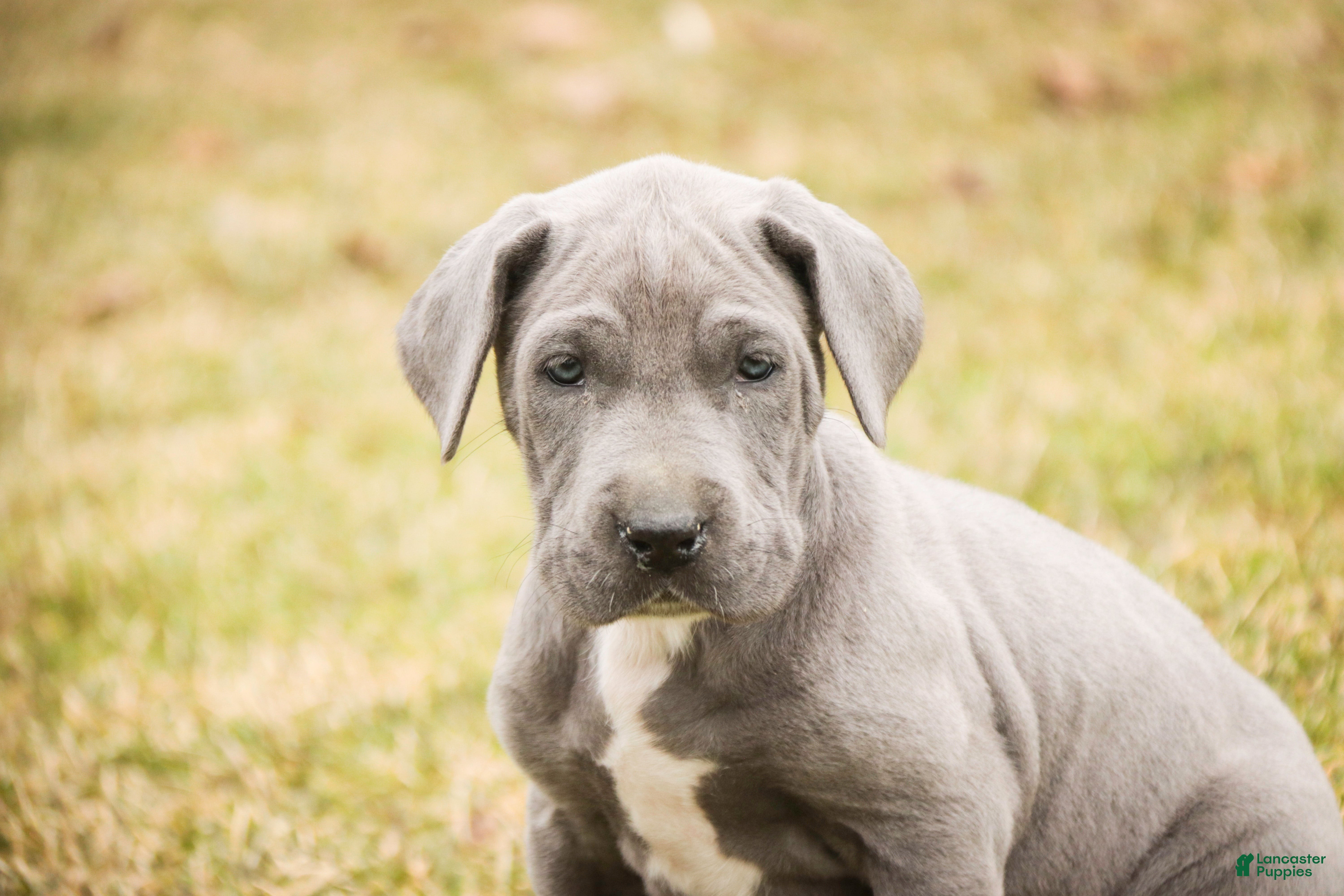 Great Dane dogs Winifred - Ad 2