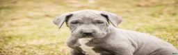Great Dane dogs for sale: Winifred - Ad 2